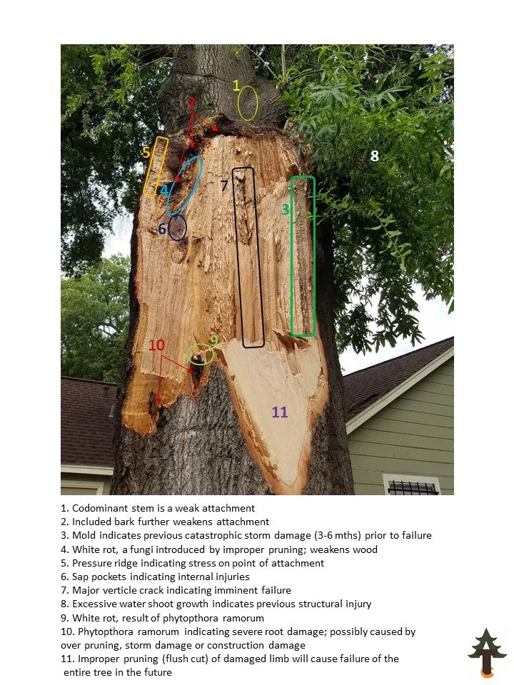 Trusted lawn mowing service for homes in San Leon, TX by Arbor-Tech Consulting