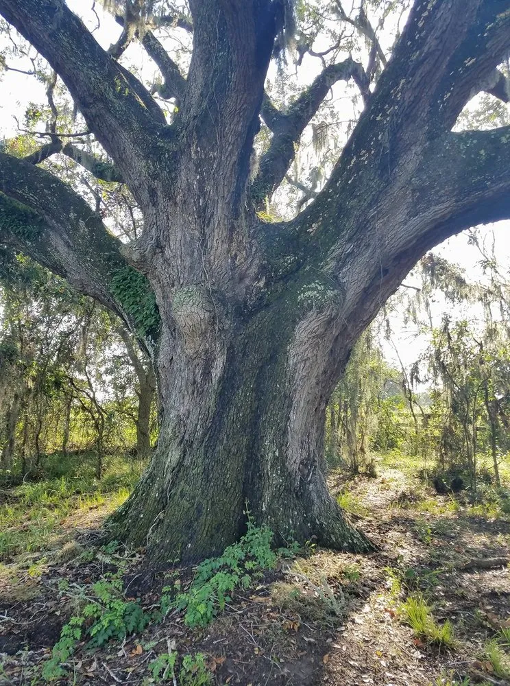 Custom yard maintenance for homes in San Leon, TX by Arbor-Tech Consulting
