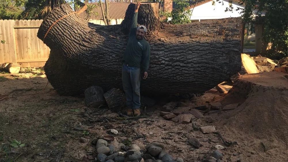 Affordable outdoor landscaping for homes across Elk Grove, CA - Arbor Tech Services