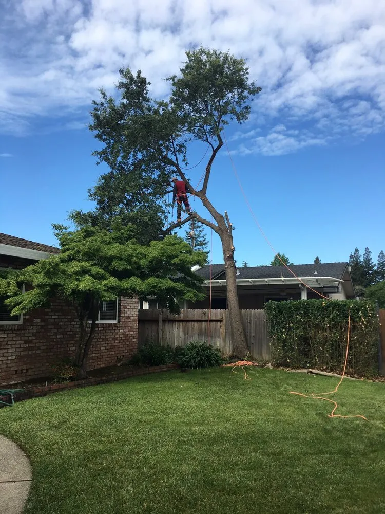 Custom garden landscaping in Elk Grove, CA by Arbor Tech Services