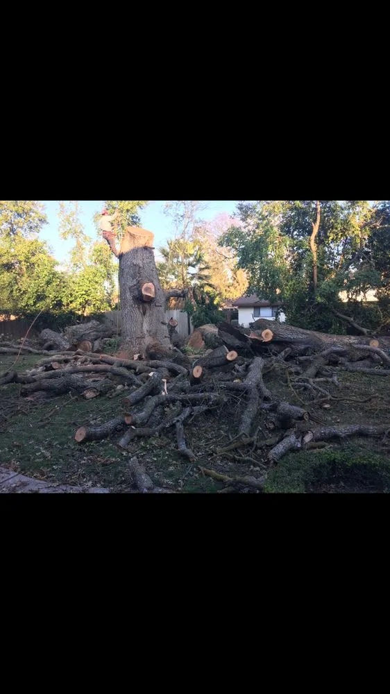 Professional yard cleanup service in Elk Grove, CA by Arbor Tech Services