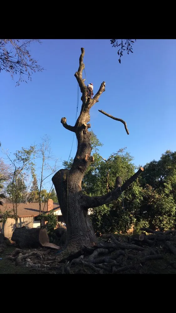 Professional landscaping services in Elk Grove, CA by Arbor Tech Services