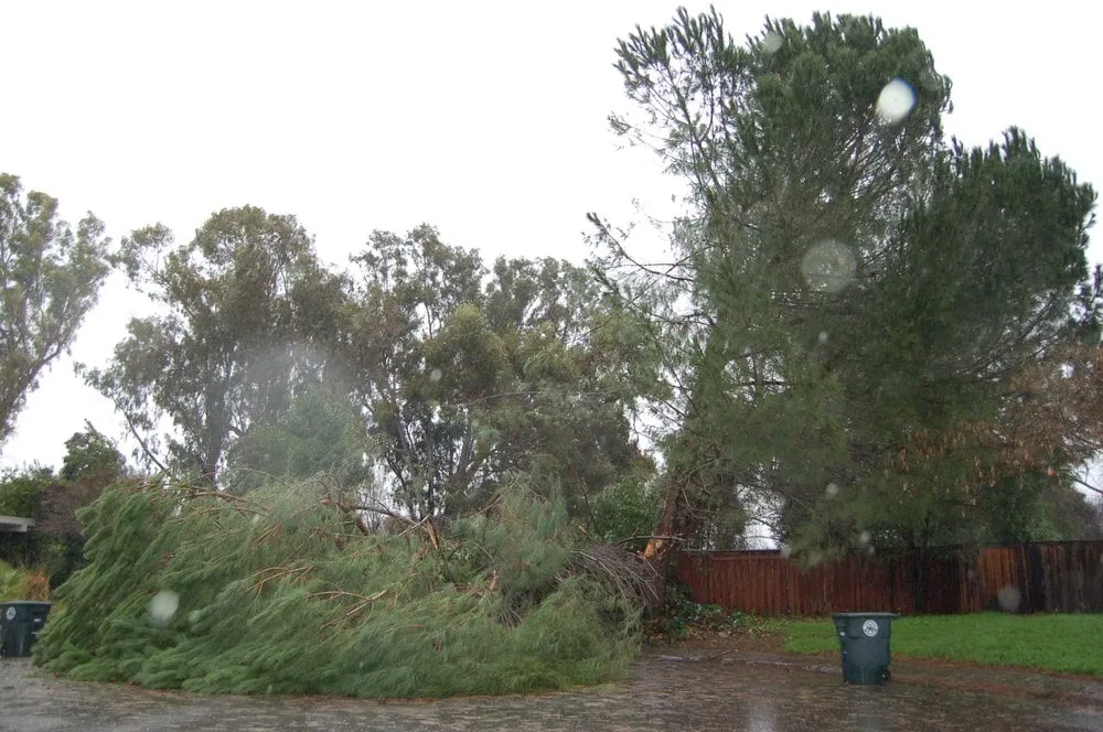 Trusted landscape installation for year-round maintenance across Elk Grove, CA - Arbor Tech Services