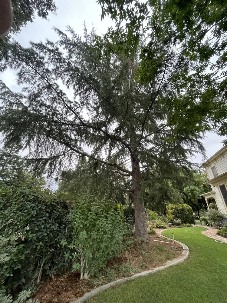 Reliable landscaping services experts serving Elk Grove, CA - Arbor Tech Services