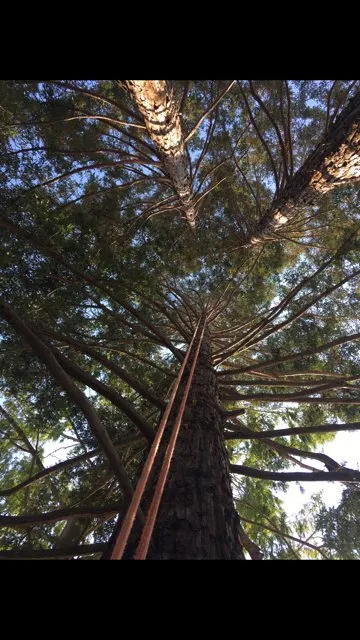 Local yard cleanup service experts serving Elk Grove, CA - Arbor Tech Services