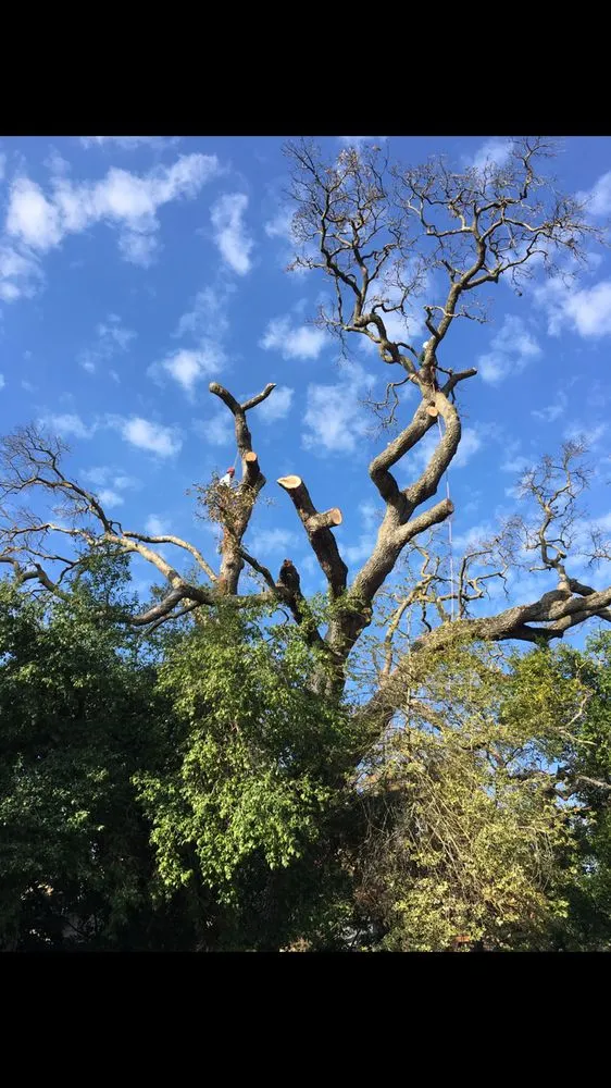 Reliable yard cleanup service in Elk Grove, CA - Arbor Tech Services