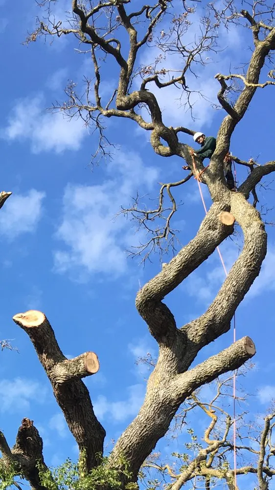 Reliable yard maintenance experts serving Elk Grove, CA - Arbor Tech Services