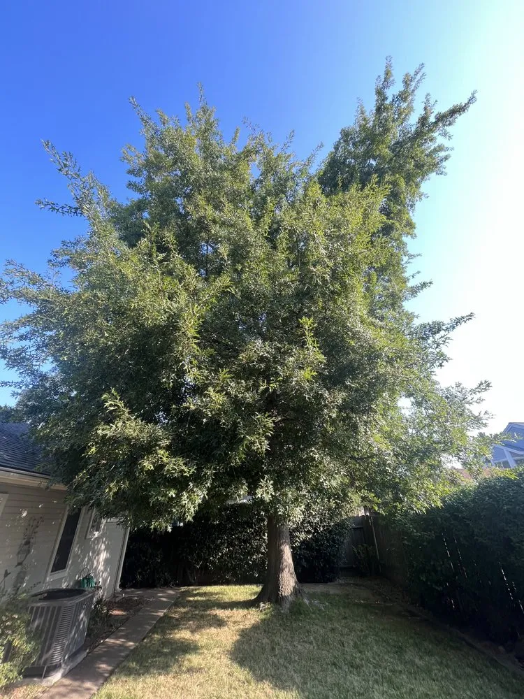 Professional yard maintenance in Elk Grove, CA - Arbor Tech Services