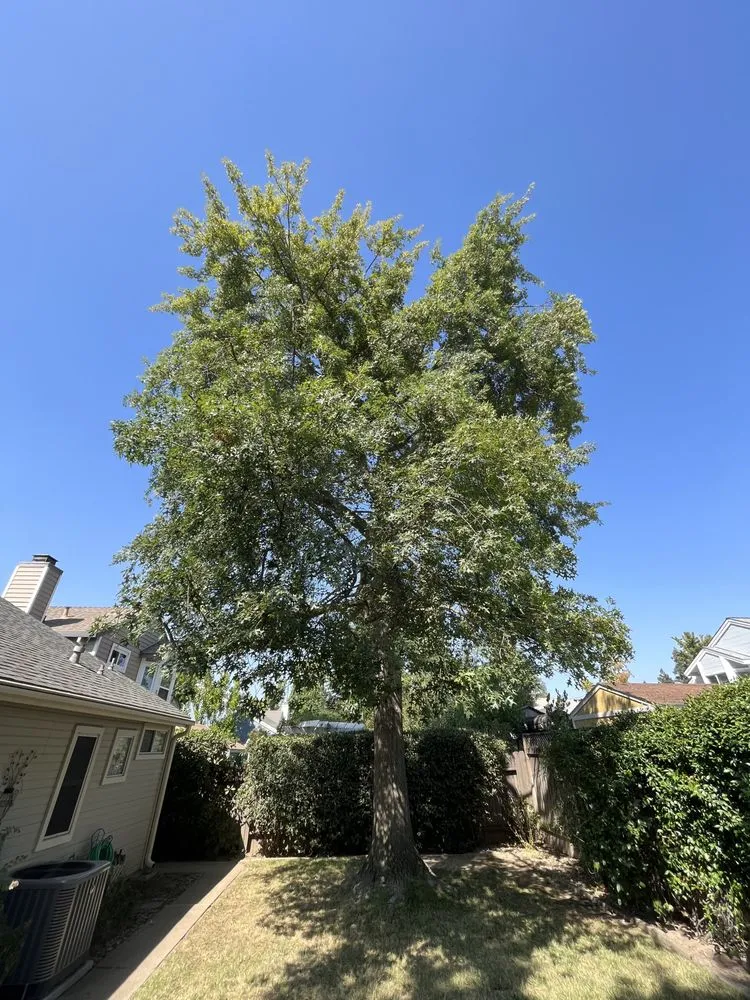 Custom landscaping services in Elk Grove, CA - Arbor Tech Services