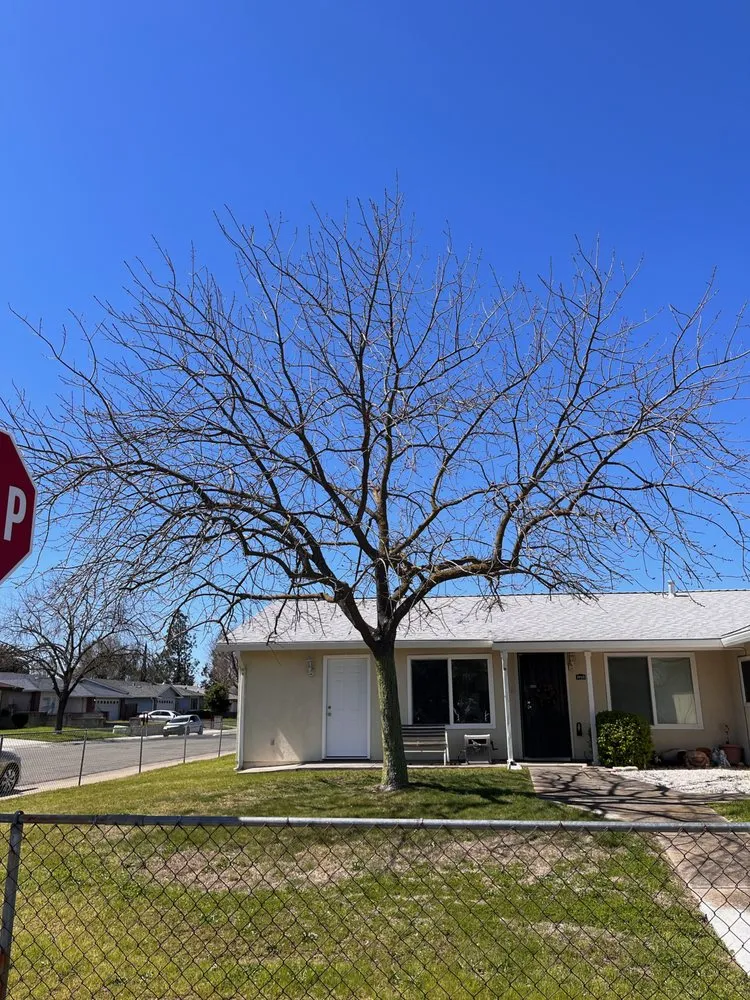 Expert landscaping services experts serving Elk Grove, CA - Arbor Tech Services