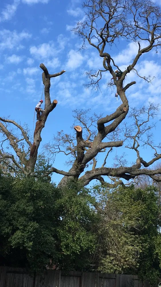 Professional outdoor landscaping in Elk Grove, CA - Arbor Tech Services