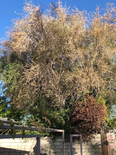 Top-rated lawn care service with custom design across Palm Springs, CA - Arbor Technical Services