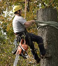 Affordable lawn care service in Palm Springs, CA by Arbor Technical Services