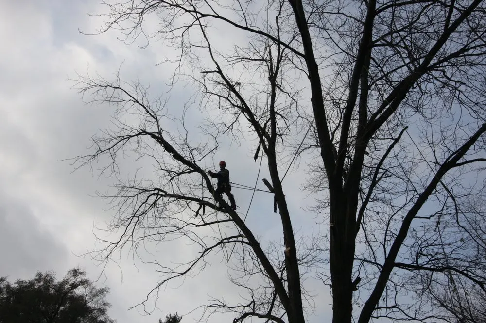 Custom landscape design in Joliet, IL - Arbor Tek Service