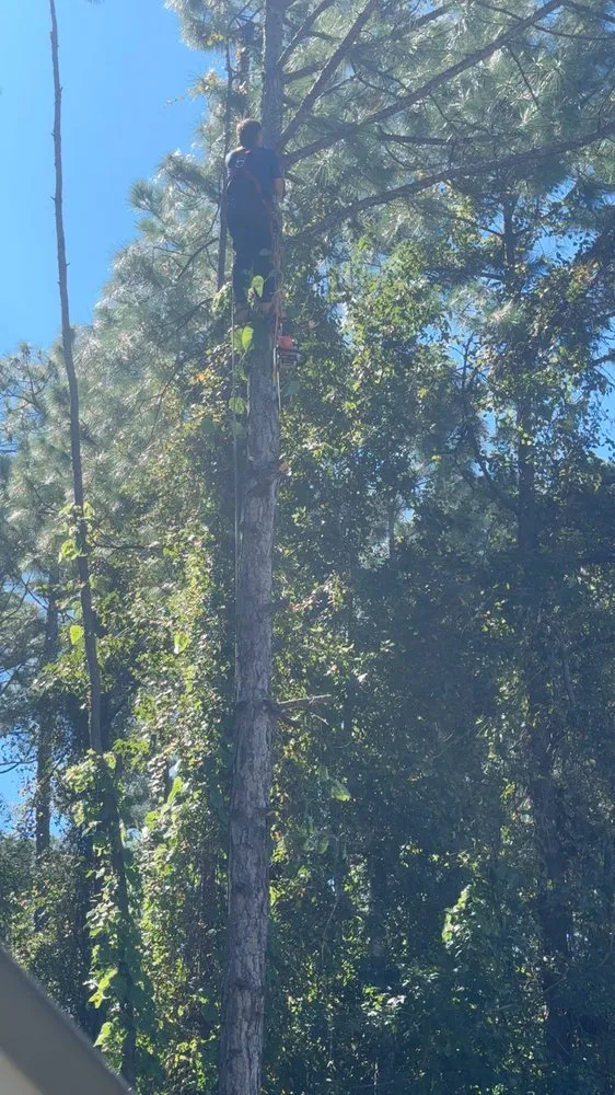 Top-rated outdoor landscaping for beautiful yards in Jacksonville, FL by Arbor Tree Service & Landscaping