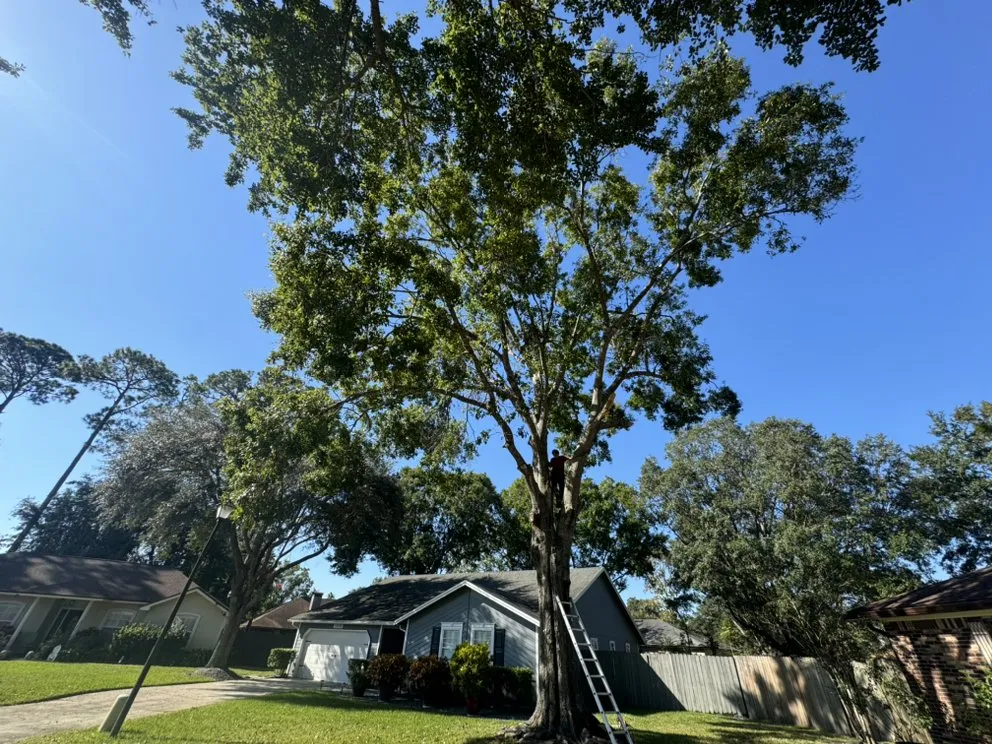 Trusted landscape design experts serving Jacksonville, FL - Arbor Tree Service & Landscaping