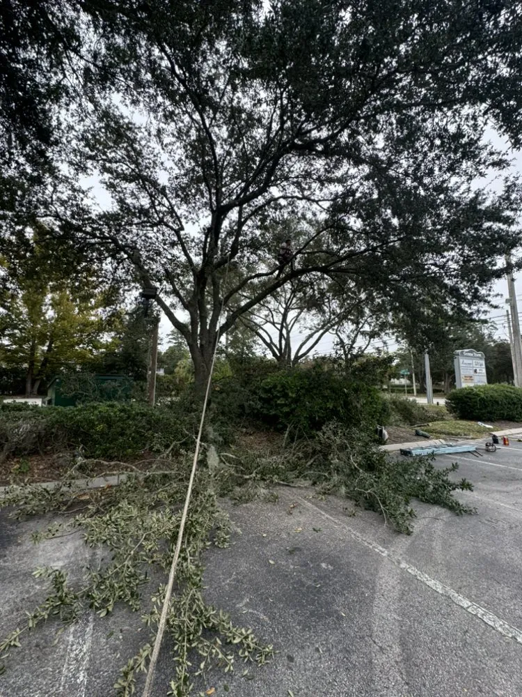Reliable residential landscaping in Jacksonville, FL by Arbor Tree Service & Landscaping