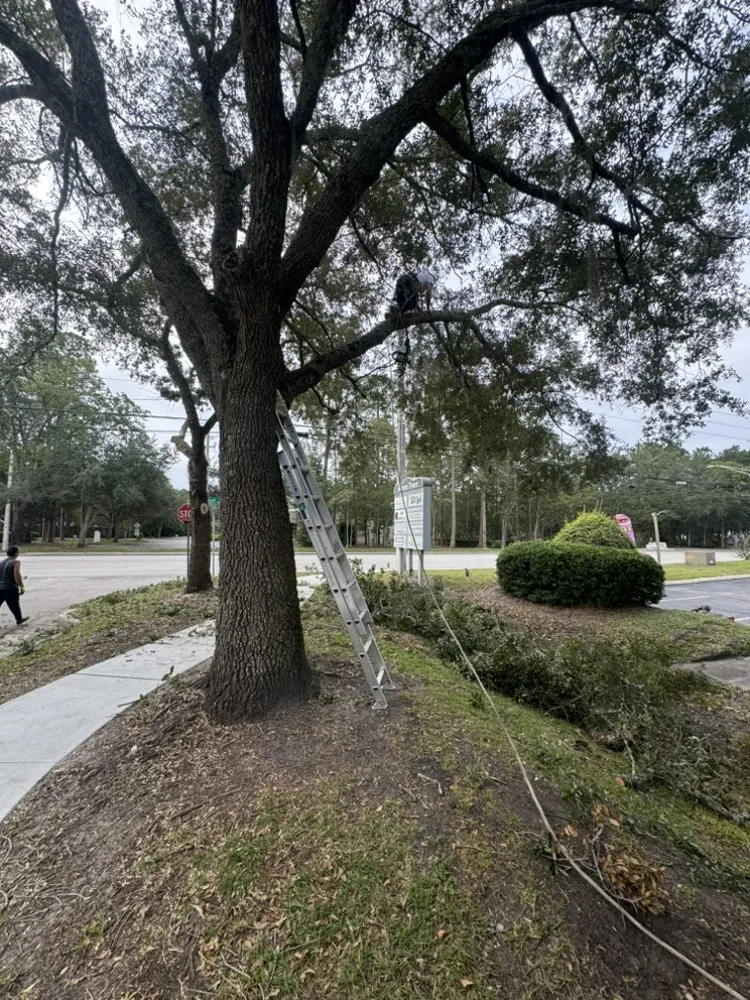 Professional outdoor landscaping in Jacksonville, FL - Arbor Tree Service & Landscaping