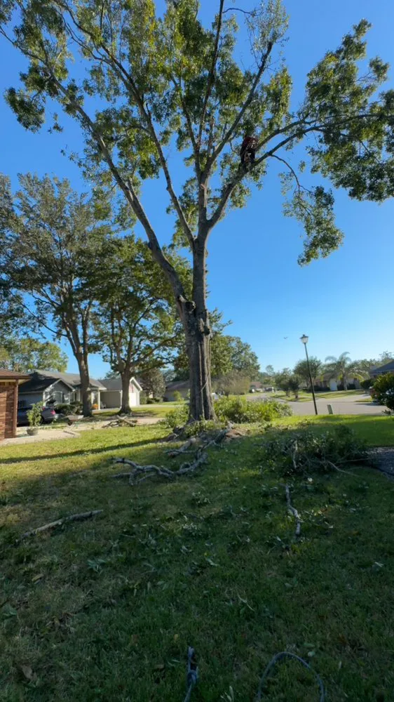 Affordable landscape installation experts serving Jacksonville, FL - Arbor Tree Service & Landscaping