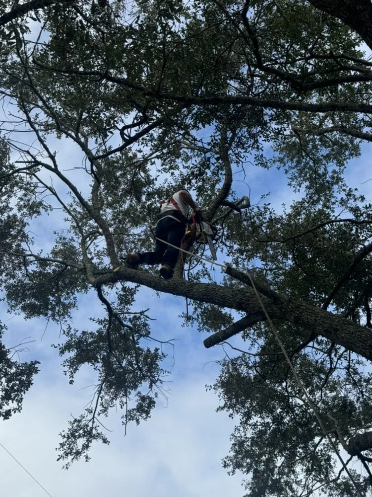 Affordable residential landscaping in Jacksonville, FL - Arbor Tree Service & Landscaping