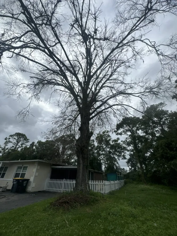 Reliable lawn care service experts serving Jacksonville, FL - Arbor Tree Service & Landscaping