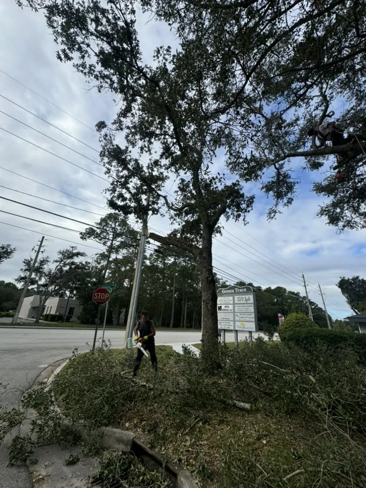 Reliable yard cleanup service for year-round maintenance in Jacksonville, FL by Arbor Tree Service & Landscaping