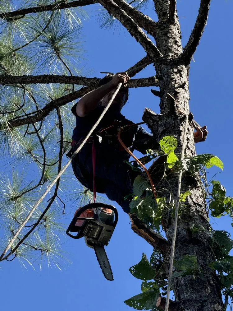 Custom outdoor landscaping in Jacksonville, FL - Arbor Tree Service & Landscaping