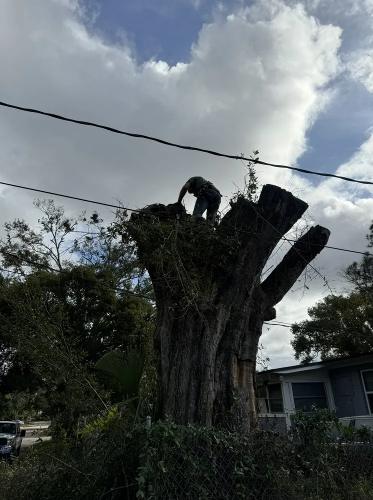Reliable yard cleanup service near you in Jacksonville, FL by Arbor Tree Service & Landscaping