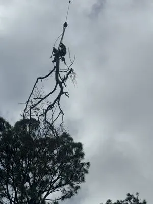 Arbor Tree Service & Landscaping Logo