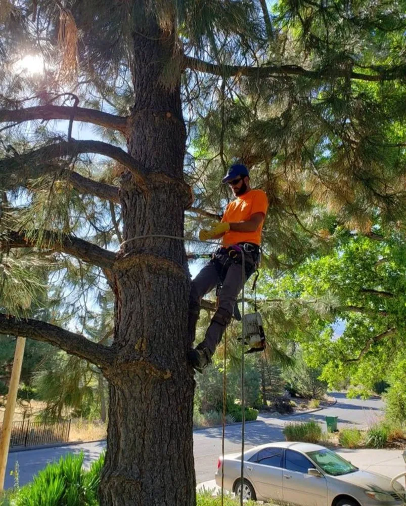 Top-rated landscape design with custom design in Reno, NV by Arbor Tree Service