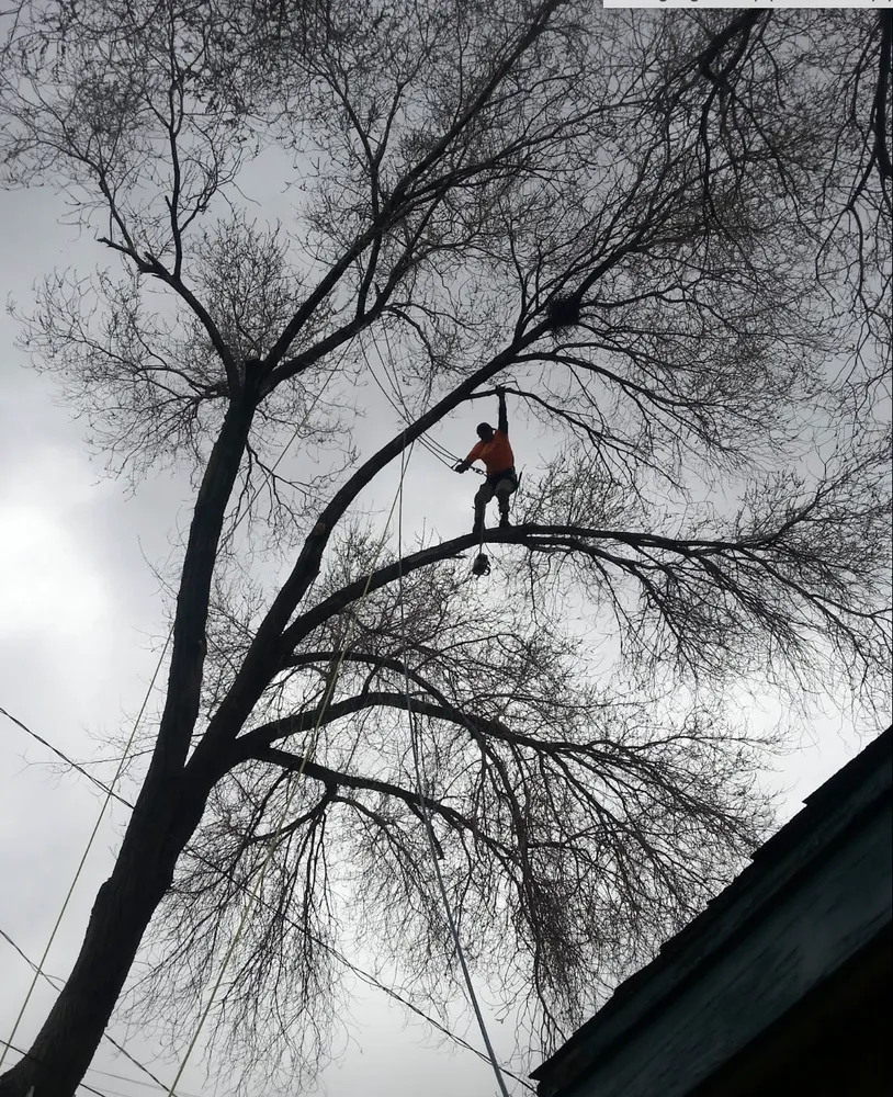 Top-rated lawn mowing service for residential properties in Reno, NV by Arbor Tree Service