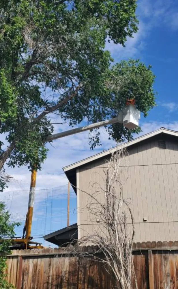 Custom landscape installation in Reno, NV - Arbor Tree Service