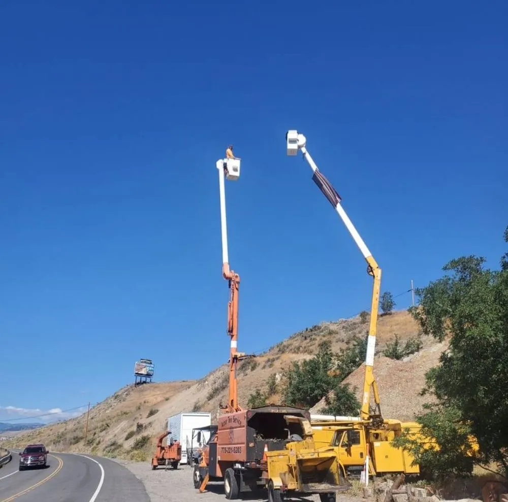 Trusted yard cleanup service in Reno, NV by Arbor Tree Service