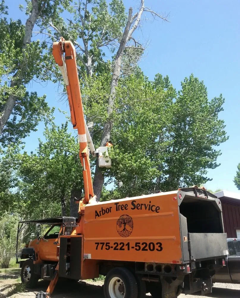 Affordable yard maintenance in Reno, NV by Arbor Tree Service