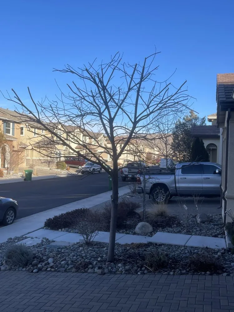 Affordable residential landscaping for outdoor upgrades in Reno, NV by Arbor Tree Service