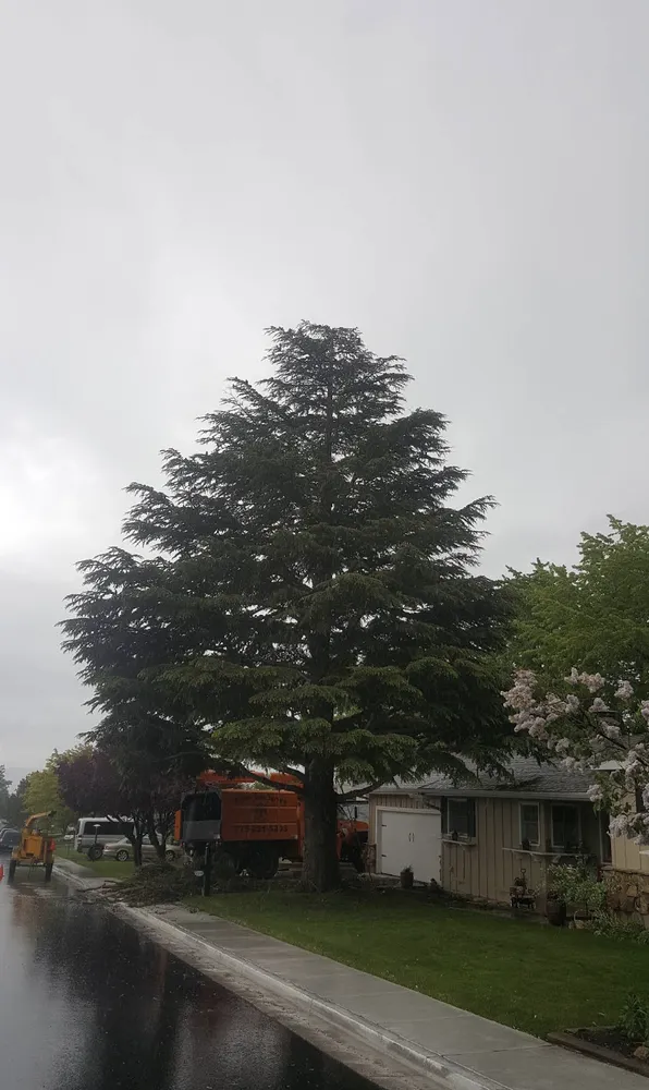 Top-rated garden landscaping in Reno, NV - Arbor Tree Service