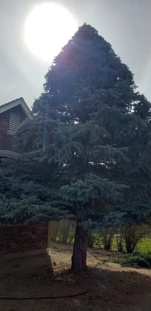 Expert landscape installation in Reno, NV - Arbor Tree Service