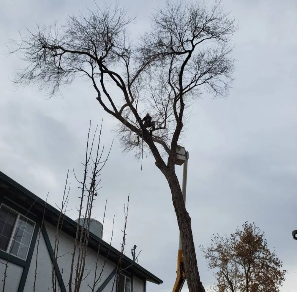 Trusted lawn care service in Reno, NV - Arbor Tree Service