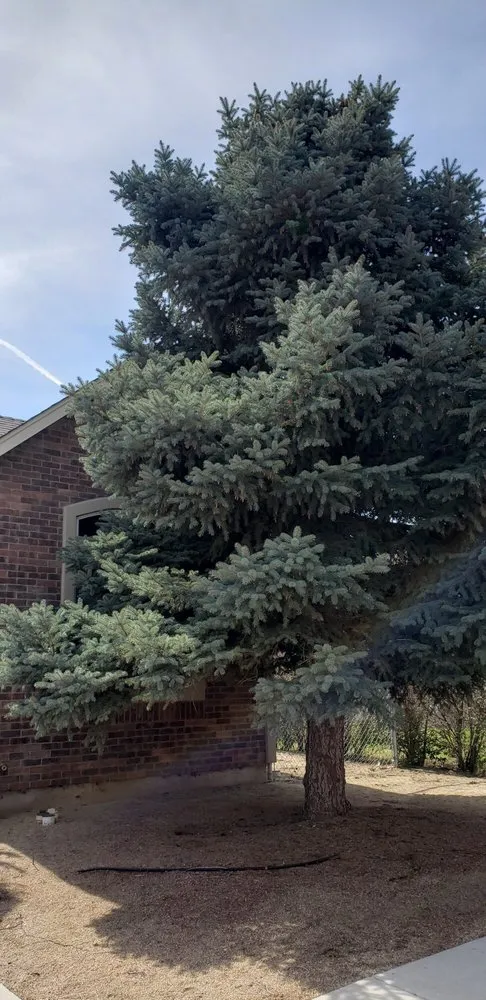 Local yard maintenance for homes across Reno, NV - Arbor Tree Service