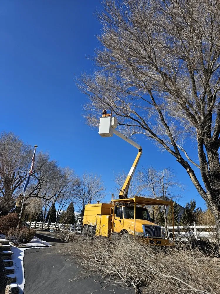 Local landscape design for year-round maintenance in Reno, NV by Arbor Tree Service