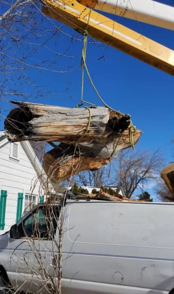 Top-rated outdoor landscaping for year-round maintenance across Reno, NV - Arbor Tree Service