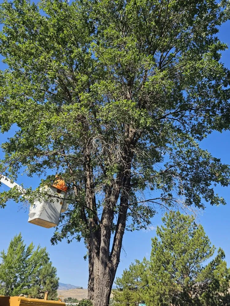 Affordable lawn care service in Reno, NV by Arbor Tree Service