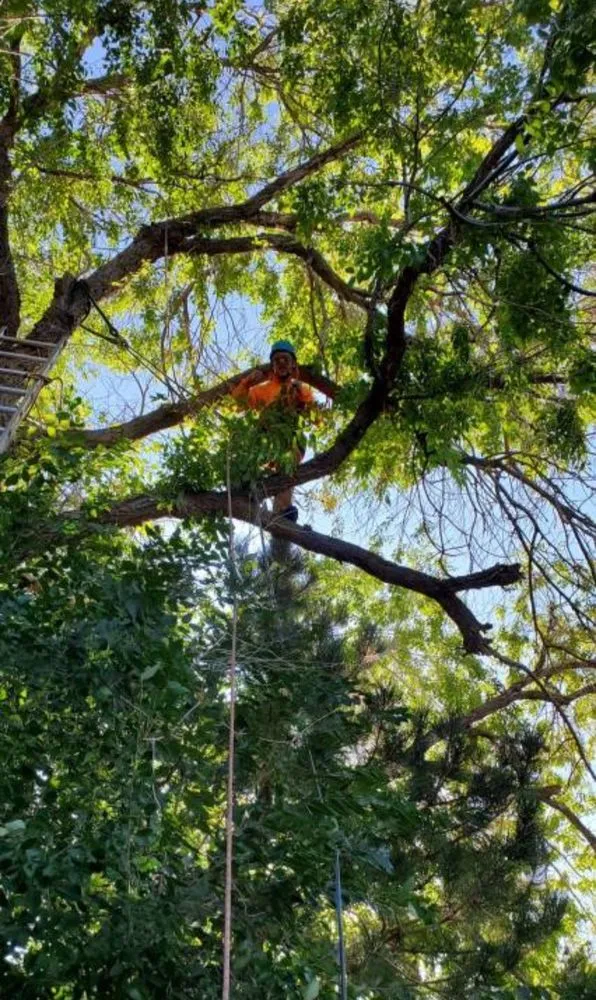 Custom landscape installation for year-round maintenance across Reno, NV - Arbor Tree Service