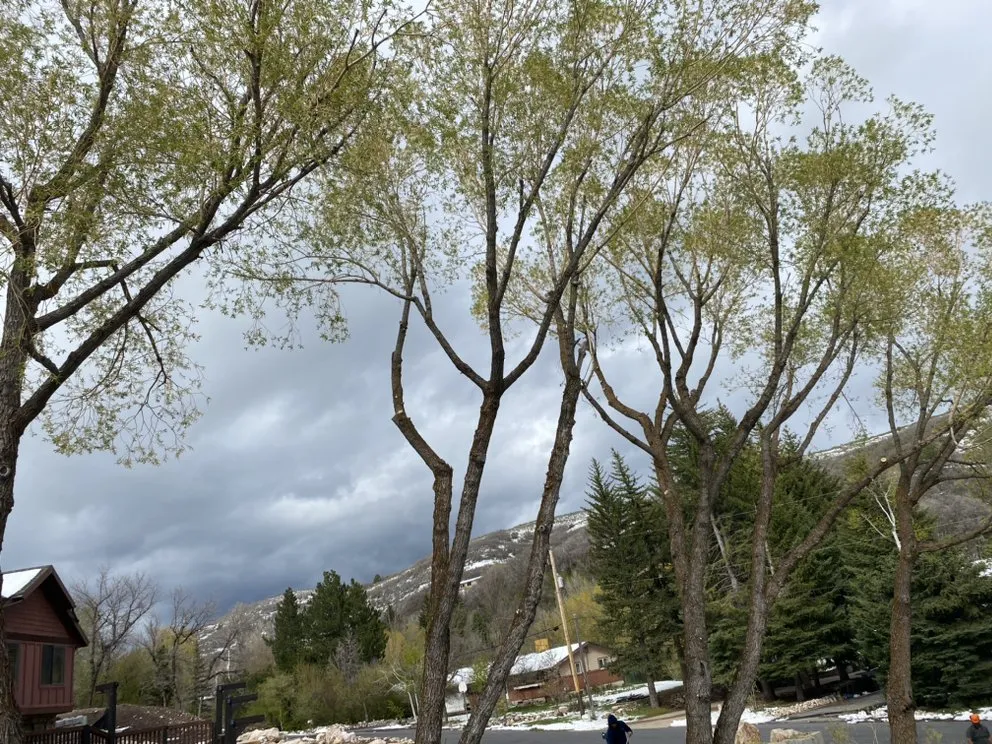 Affordable garden landscaping in Taylorsville, UT by Arbor Tree Tech & Landscaping