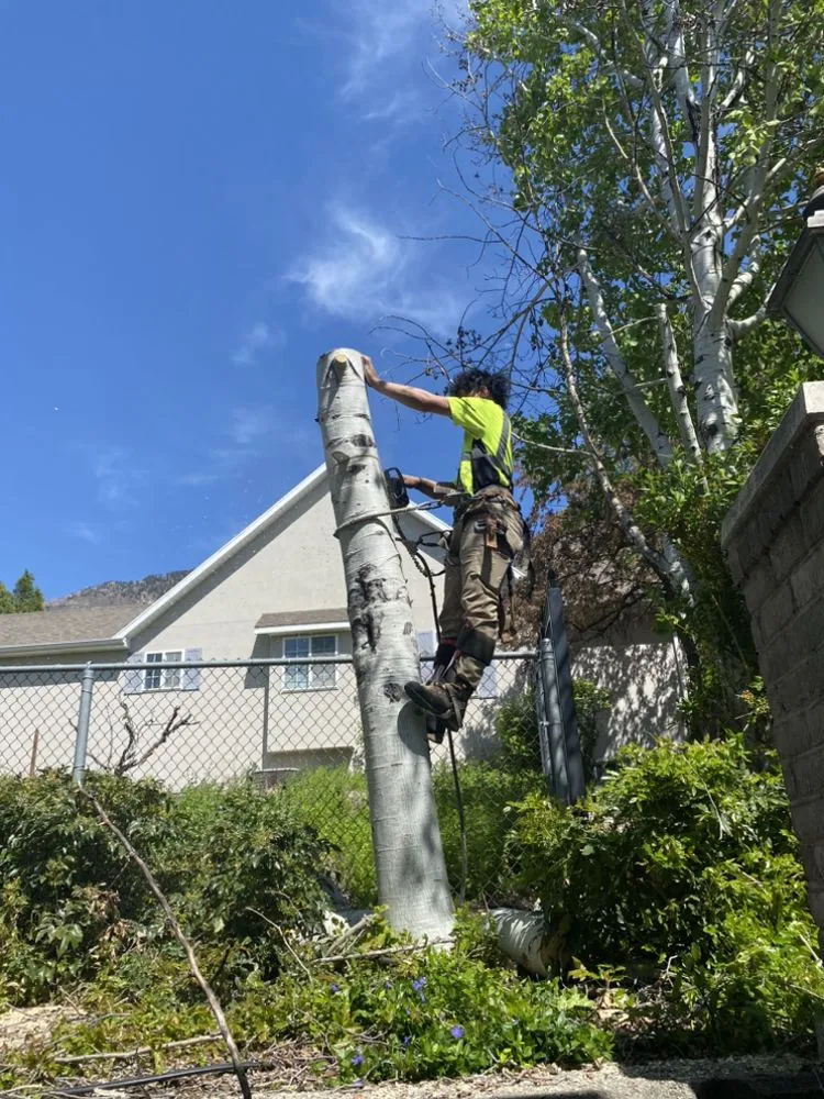 Affordable residential landscaping experts serving Taylorsville, UT - Arbor Tree Tech & Landscaping