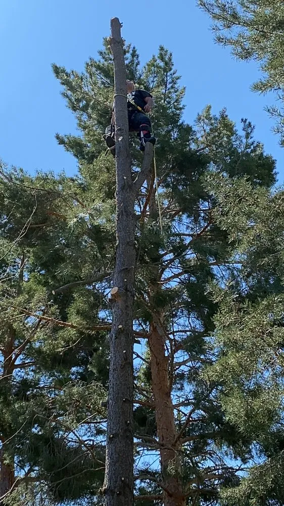 Professional landscape installation for homes in Taylorsville, UT by Arbor Tree Tech & Landscaping