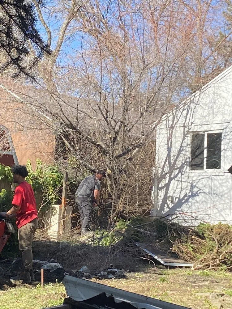 Top-rated lawn care service for beautiful yards across Taylorsville, UT - Arbor Tree Tech & Landscaping