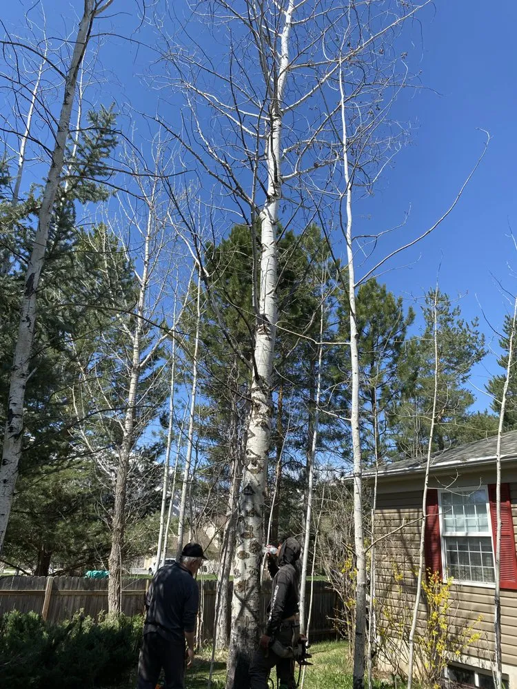 Expert lawn mowing service for outdoor upgrades across Taylorsville, UT - Arbor Tree Tech & Landscaping