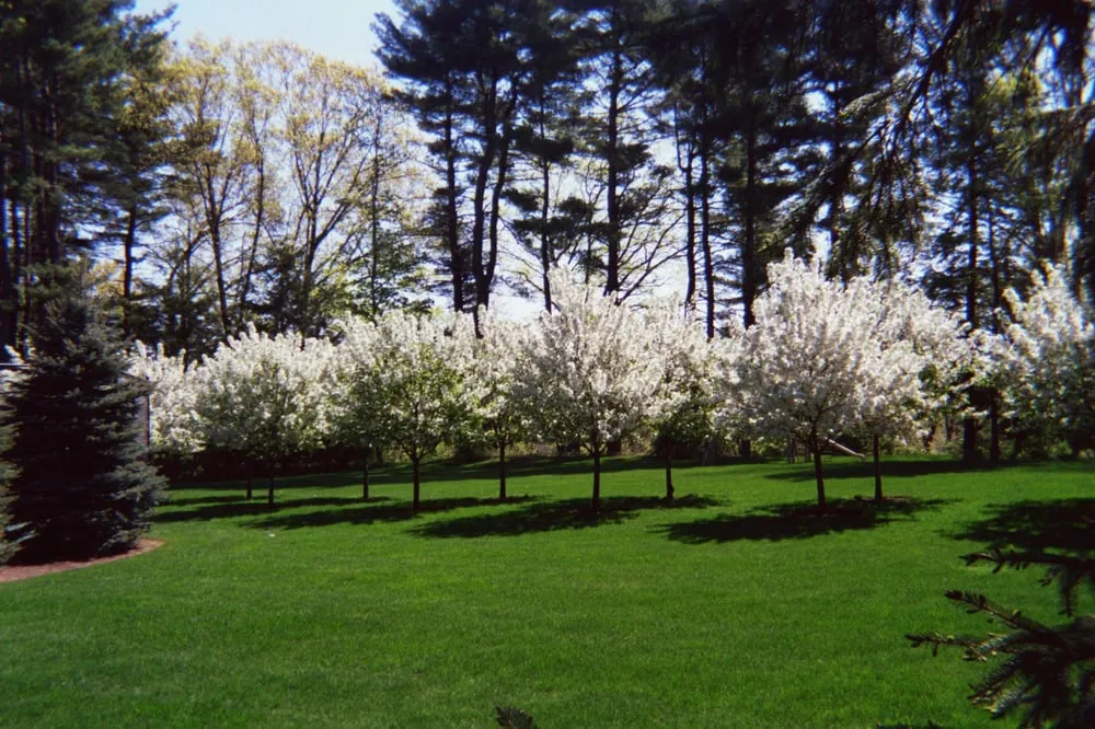 Professional lawn care service for beautiful yards across Marlborough, MA - Arbor-Turf Services