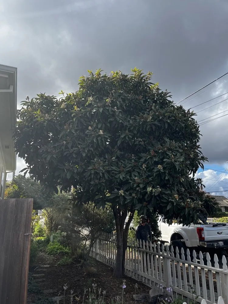 Custom yard maintenance for homes in Fairfield, CA by Arbor Unlimited